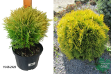 Туя западная Амбер Глоу (Thuja occidentalis Amber Glow) С2 аг