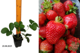 Клубника среднеспелая Корона (Fragaria Korona) Р9
