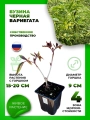 Бузина черная Вариегата