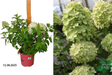 Гортензия метельчатая Панчетта (Hydrangea paniculata Pancetta) С5