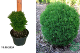 Туя западная Тедди (Thuja occidentalis Teddy) С3 х