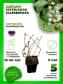 Дейция шершавая Мармората