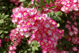 Роза мускусный гибрид Моцарт (Rosa Hybrid Musk Mozart) С6