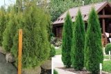 Туя западная Смарагд 120-140см (Thuja occidentalis Smaragd) ком