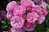 Роза мускусный гибрид Аллевия (Rosa Hybrid Musk Allevia) ОКС