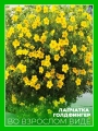 Лапчатка кустарниковая Голдфингер