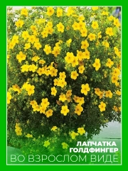 Лапчатка кустарниковая Голдфингер