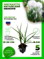 Мискантус китайский Мемори
