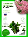 Гортензия метельчатая Литтл Квик Файер