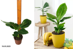 банан тропикано