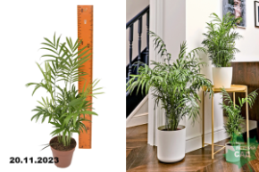 Пальма Хамедорея Элеганс  р9