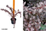 Барбарис оттавский Сильвер Майлс (Berberis ottawensis Silver Miles) С3