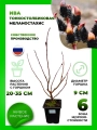 Ива тонкостолбиковая Меланостахис