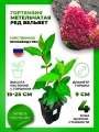 Гортензия метельчатая Ред Вельвет