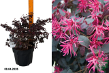 Лоропеталум китайский Блэк Перл (Loropetalum Black Pearl) С7,5