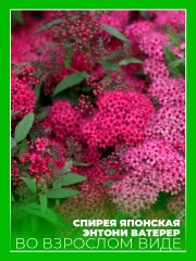 Спирея японская Энтони Ватерер
