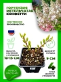 Гортензия метельчатая Конфетти