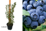 Голубика высокорослая Блюголд (Vaccinium corymbosum Bluegold) С3 Ч