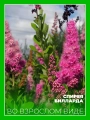 Спирея Билларда