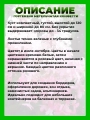 Гортензия метельчатая Конфетти
