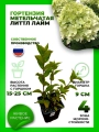 Гортензия метельчатая Литтл Лайм