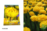 Тюльпан Йеллоу Помпонет (Tulipa Yellow Pomponette) 10 шт/уп