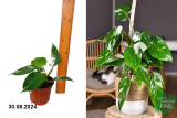 Филодендрон Вайт Принцесс (Philodendron) Р13