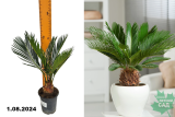 Цикас Революта (Cycas revoluta) Р9 Э