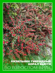 Кизильник гибридный Корал Бьюти