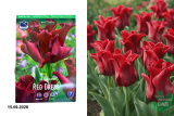 Тюльпан Ред Дресс (Tulipa triumph Red Dress) 10 шт/уп