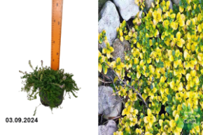 Тимьян лимоннопахнущий Дун Вэлли С1,5