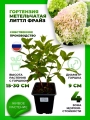 Гортензия метельчатая Литтл Фрайз