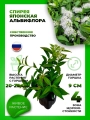 Спирея японская Альбифлора