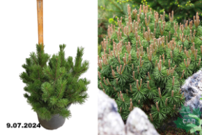 Сосна горная Мугус (Pinus mugo Mughus) C25