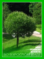 Ива ломкая Булата