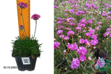 Армерия приморская Монинг Стар Дип Роуз (Armeria maritima Morning Star Deep Rose) Р9