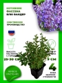 Котовник Фассена Блю Вандер