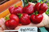 Клубника поздняя Флоренс (Fragaria Florens) С1,5