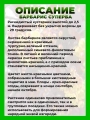 Барбарис оттавский Суперба