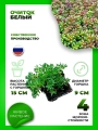 Очиток (Седум) белый
