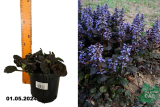 Живучка ползучая Блэк Скэллоп (Ajuga black scallop) С1,5.
