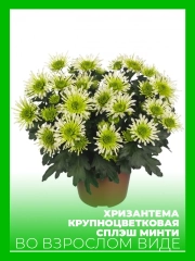 Хризантема крупноцветковая Сплэш Минти