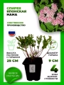 Спирея японская Нана