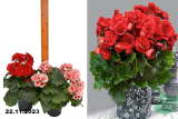 Бегония Элатиор (Begonia Elatior) С1