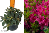 Азалия японская Лилинштейн (Azalea japonica Lilienstein) С2