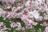 Вишня подшёрстная (Сакура) Отумналис Розеа (штамб 120) (Prunus subhirtella Autumnalis Rosea) С12