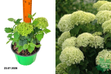 Гортензия древовидная БеллаРагацца Лиметта (Hydrangea arborescens BellaRagazza Limetta) С3 лс