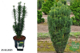 Цефалотаксус головчатый Фастигиата (Cephalotaxus harringtonia Fastigiata) С2,5