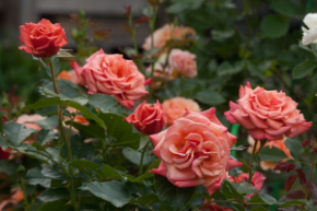 Роза флорибунда Энн Хендерсон ОКС