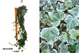 Плющ (хедера) Вайт Вондер (Hedera helix Wonder) Р17